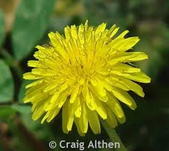 Attēlu rezultāti vaicājumam “Taraxacum suecicum”