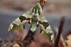 Attēlu rezultāti vaicājumam “Mimas tiliae”