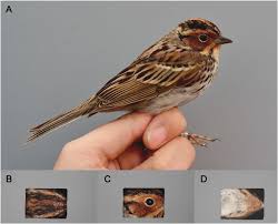 Image result for Emberiza pusilla