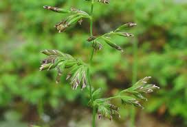 Attēlu rezultāti vaicājumam “Poa compressa leaf”