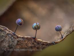 Attēlu rezultāti vaicājumam “Lamproderma gulielmae spores”