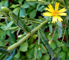 Attēlu rezultāti vaicājumam “Hieracium umbellatum”