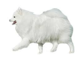 Image result for スピッツ