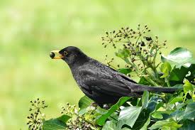 Attēlu rezultāti vaicājumam “Turdus merula male”
