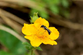 Image result for Rosengewächse