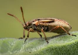 Attēlu rezultāti vaicājumam “Neottiura bimaculata female”