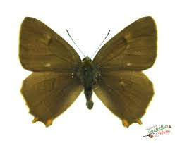 Attēlu rezultāti vaicājumam “Thecla betulae underside”