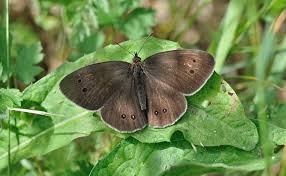 Attēlu rezultāti vaicājumam “Aphantopus hyperantus”