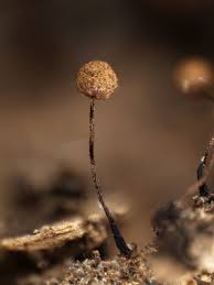 Attēlu rezultāti vaicājumam “Cribraria tenella”