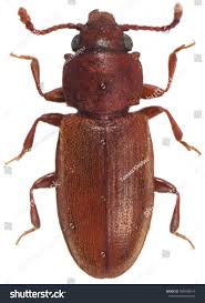 Attēlu rezultāti vaicājumam “Silvanidae”