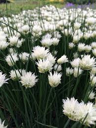 Image result for Allium schoenoprasum