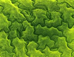 Attēlu rezultāti vaicājumam “Pisum sativum leaf”