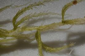 Attēlu rezultāti vaicājumam “Sphagnum fallax”