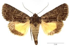 Attēlu rezultāti vaicājumam “Thalpophila matura”