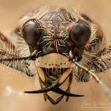 Attēlu rezultāti vaicājumam “Claustria didermoides macro”