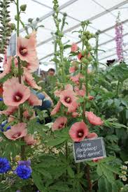 Image result for Alcea rosea `Appleblossom`