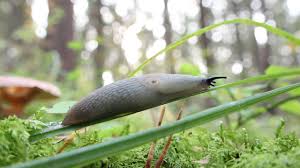 Attēlu rezultāti vaicājumam “Krynickillus melanocephalus”