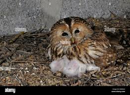 Attēlu rezultāti vaicājumam “Strix aluco female”