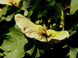 Attēlu rezultāti vaicājumam “Acer campestre fruit”