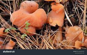 Attēlu rezultāti vaicājumam “Tremiscus helvelloides”