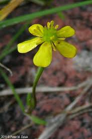 Attēlu rezultāti vaicājumam “Ranunculus flammula”
