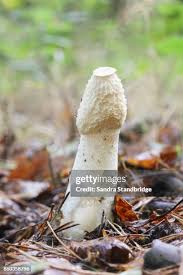 Attēlu rezultāti vaicājumam “Phallus impudicus”