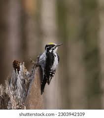 Attēlu rezultāti vaicājumam “Picoides tridactylus”