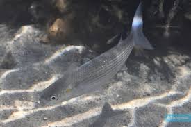 Image result for Chelon saliens