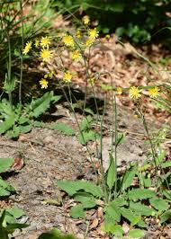 Attēlu rezultāti vaicājumam “Hieracium murorum leaf”