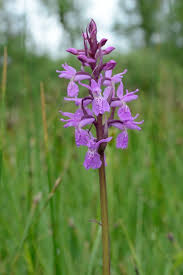 Attēlu rezultāti vaicājumam “Dactylorhiza traunsteineri”
