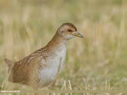 Image result for Porzana pusilla