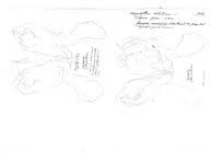 Attēlu rezultāti vaicājumam “Ommatoiulus vilnensis”