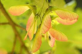 Attēlu rezultāti vaicājumam “Acer pseudoplatanus fruit”