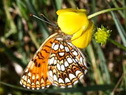 Attēlu rezultāti vaicājumam “Melitaea diamina upperside”