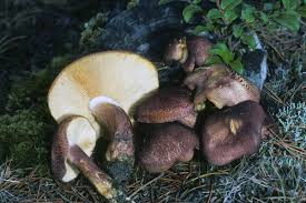 Attēlu rezultāti vaicājumam “Tricholomopsis rutilans”