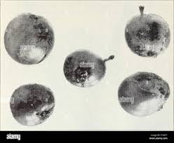 Attēlu rezultāti vaicājumam “Tranzschelia pruni-spinosae spores”