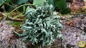 Attēlu rezultāti vaicājumam “Ramalina fastigiata”