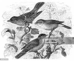 Image result for Sylvia hortensis