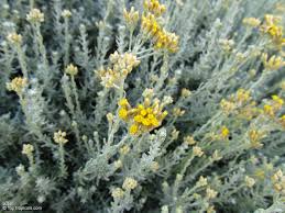 Image result for Helichrysum lindleyii