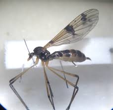 Attēlu rezultāti vaicājumam “Ptychoptera sp. female”
