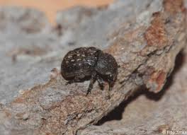 Attēlu rezultāti vaicājumam “Anthribus nebulosus”