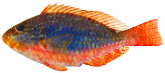 Image result for Sparisoma rubripinne