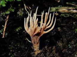 Attēlu rezultāti vaicājumam “Tremellodendropsis tuberosa”