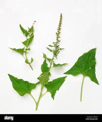 Attēlu rezultāti vaicājumam “Chenopodium bonus-henricus”