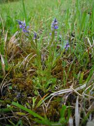 Attēlu rezultāti vaicājumam “Polygala amarella”