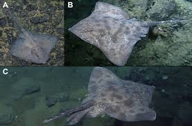 Image result for Amblyraja hyperborea