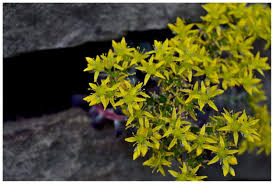 Image result for Mauerpfeffer