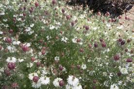Image result for Nigella damascena