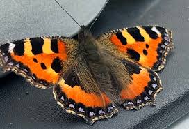 Image result for Small Tortoiseshell