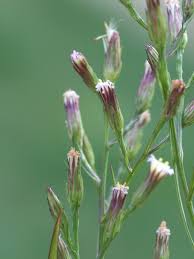 Attēlu rezultāti vaicājumam “Atrichum flavisetum sporophyte”